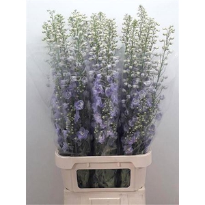 Delph Du Delphis Misty