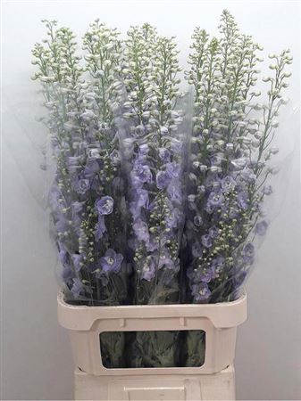 <h4>Delph Du Delphis Misty</h4>