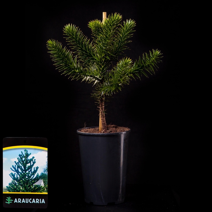 <h4>Araucaria araucana C3</h4>