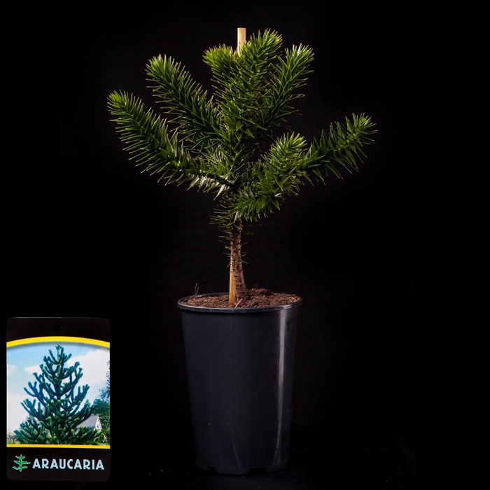<h4>Araucaria araucana C3</h4>