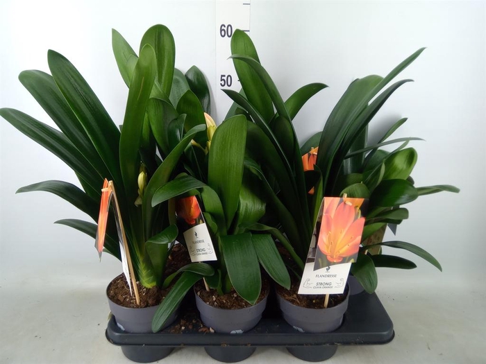 <h4>Clivia miniata</h4>