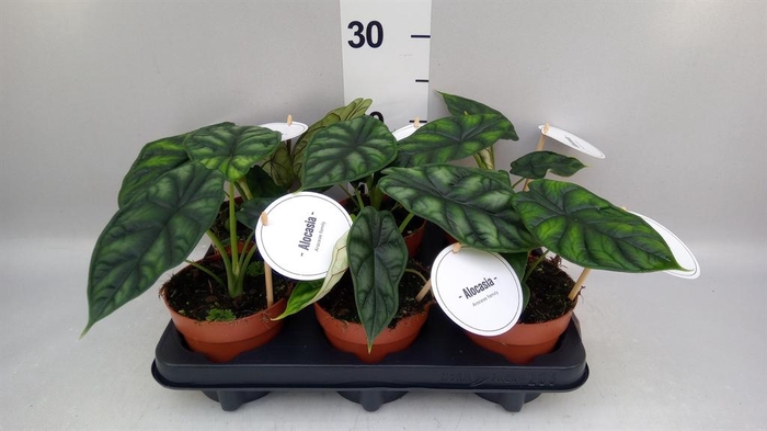 <h4>Alocasia 'Dragon Scale'</h4>