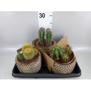 Cactus   ...