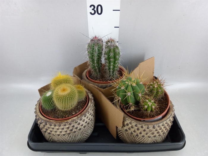 <h4>Cactus   ...</h4>