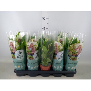 Spathiphyllum  'Bellini'