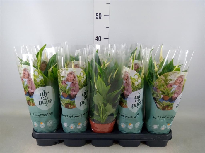 <h4>Spathiphyllum  'Bellini'</h4>