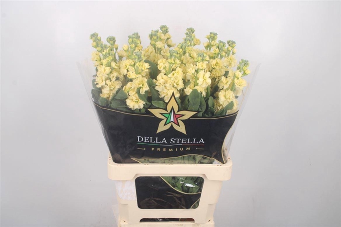 <h4>MATTH IRON YELLOW</h4>