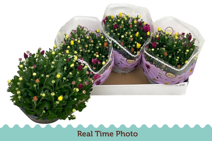 <h4>CHRYS GEM IN POT</h4>