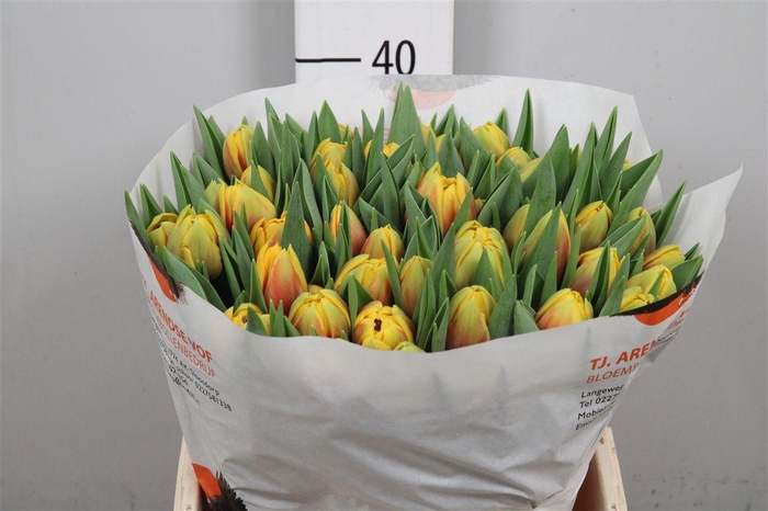 <h4>Tu Du Vuelta</h4>