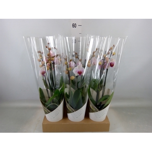 Phalaenopsis  'Ant Denver'