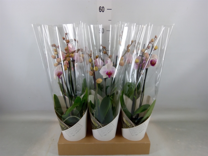 <h4>Phalaenopsis  'Ant Denver'</h4>