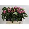 Paeonia Monsieur Jules Elie