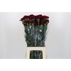 Dianthus St Purple Damascus