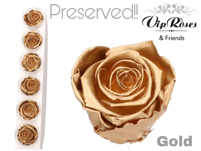 R PRESERVED GOLD