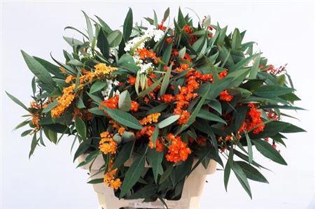 <h4>Euph F T Gem</h4>