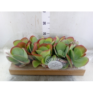 Kalanchoe NF thyrsiflora