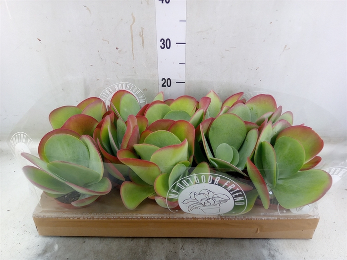<h4>Kalanchoe NF thyrsiflora</h4>
