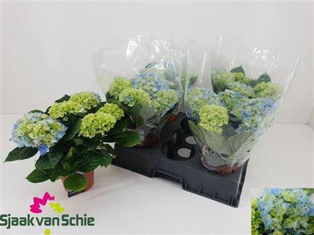 <h4>Hydr M Ov 5-6+++</h4>