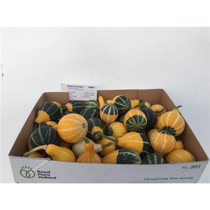 Cuc Pep Pear Bicolor