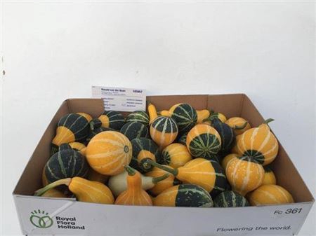 <h4>Cuc Pep Pear Bicolor</h4>
