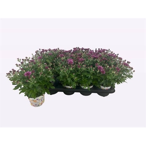 CHRYS PARAD PURPLE