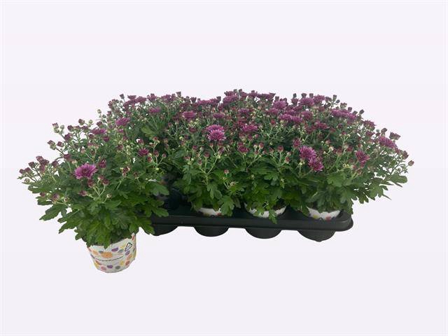 <h4>CHRYS PARAD PURPLE</h4>