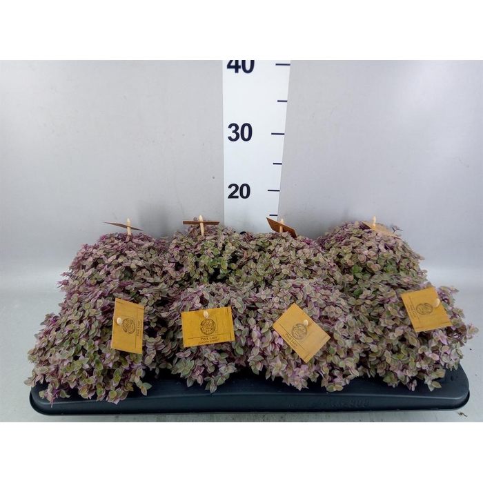 <h4>Callisia repens 'Rosato'</h4>