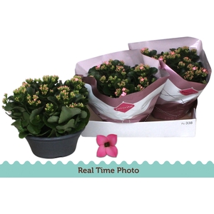 KAL EN BEL ROSA PINK