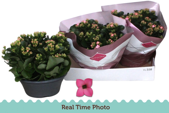 <h4>KAL EN BEL ROSA PINK</h4>