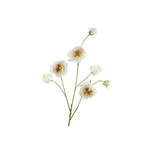 Rosa Branch White