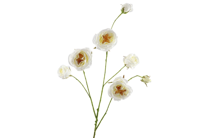 Rosa Branch White