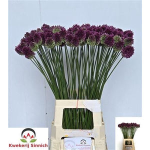 Allium Sphaerocephal