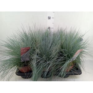 Festuca glauca 'Intens Blue'
