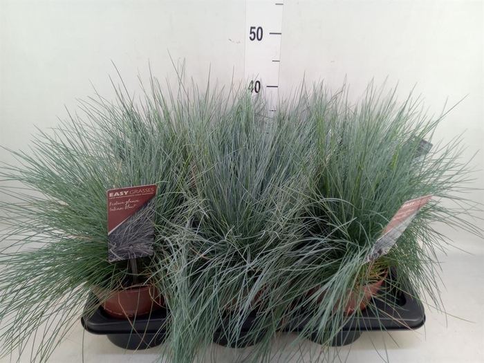 <h4>Festuca glauca 'Intens Blue'</h4>
