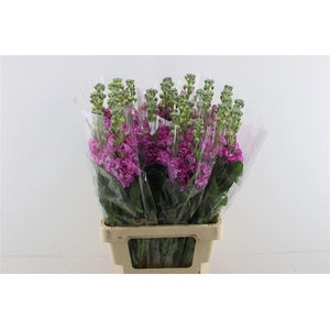 Matth Iron Dark Pink