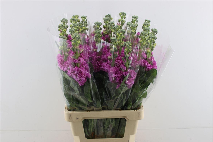 <h4>Matth Iron Dark Pink</h4>