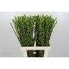 Salix Caprea Snow Flake P. Apple Green