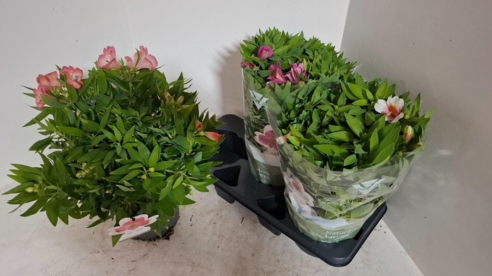 <h4>ALST INCA COLLEC GEM</h4>