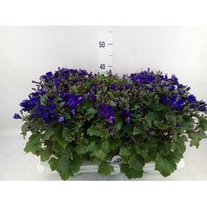 Pericallis cr. 'Senetti Blue Deep'