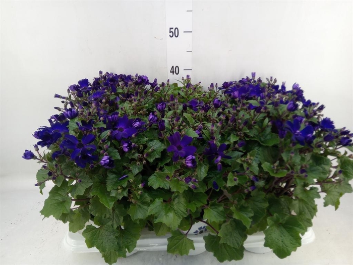 <h4>Pericallis cr. 'Senetti Blue Deep'</h4>