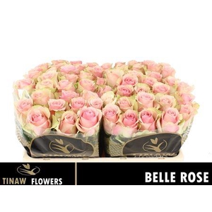 R Gr Belle Rose