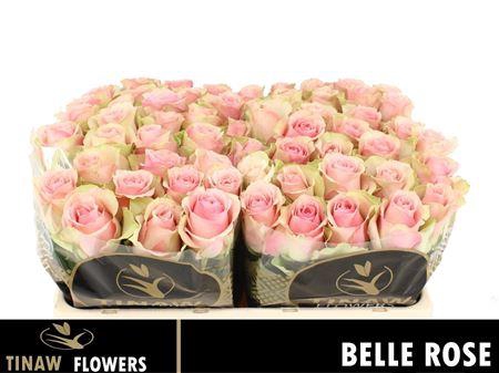 <h4>R Gr Belle Rose</h4>