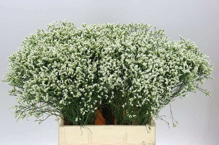 <h4>Lim. Sin Pina Colada</h4>