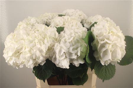 <h4>Hydr M Schneeball</h4>