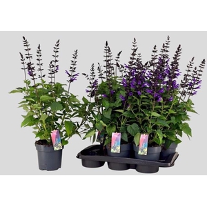 SALVIA LAKE BLUEBERR