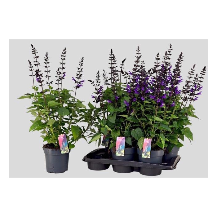 <h4>SALVIA LAKE BLUEBERR</h4>