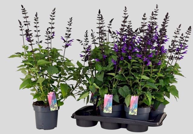 <h4>SALVIA LAKE BLUEBERR</h4>