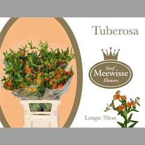 Ascl Tuberosa