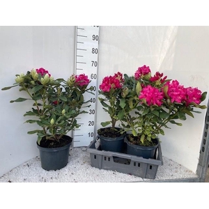 RHOD CAT NOVA ZEMBLA