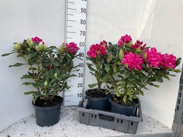 <h4>RHOD CAT NOVA ZEMBLA</h4>